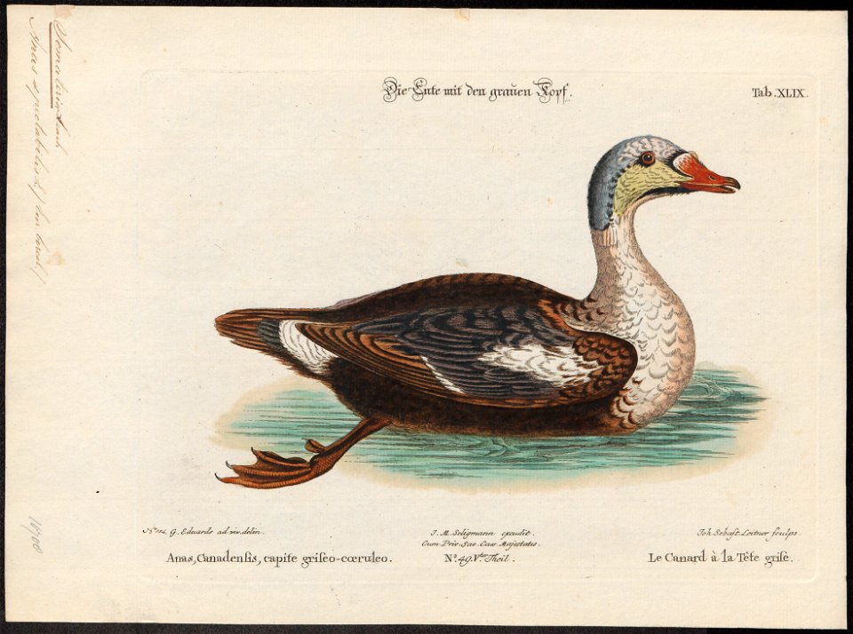 Somateria spectabilis - 1700-1880 - Print - Iconographia Zoologica - Special Collections University of Amsterdam - UBA01 IZ17700123