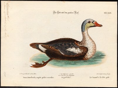 Somateria spectabilis - 1700-1880 - Print - Iconographia Zoologica - Special Collections University of Amsterdam - UBA01 IZ17700123