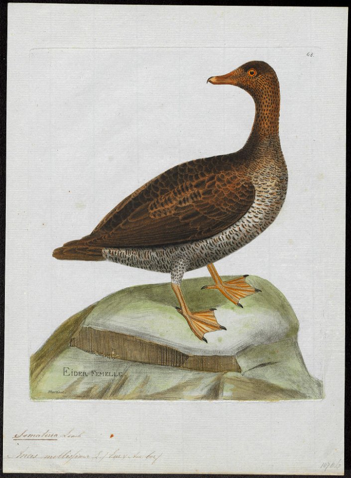 Somateria mollissima - 1790-1796 - Print - Iconographia Zoologica - Special Collections University of Amsterdam - UBA01 IZ17700109
