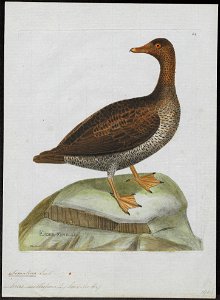 Somateria mollissima - 1790-1796 - Print - Iconographia Zoologica - Special Collections University of Amsterdam - UBA01 IZ17700109