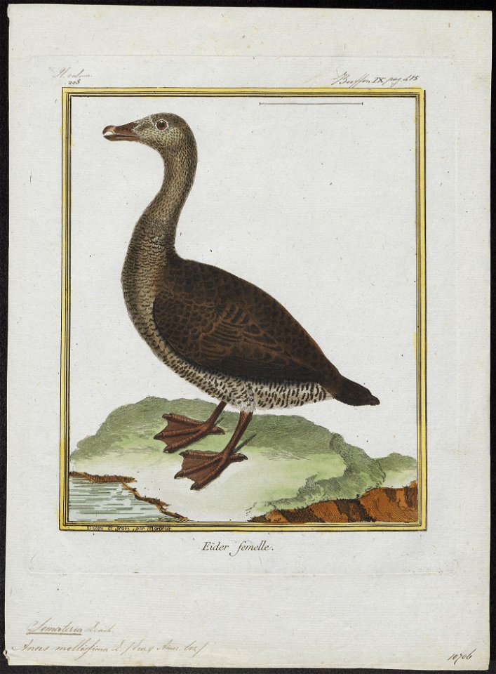 Somateria mollissima - 1700-1880 - Print - Iconographia Zoologica - Special Collections University of Amsterdam - UBA01 IZ17700107