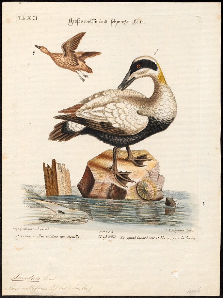 Somateria mollissima - 1700-1880 - Print - Iconographia Zoologica - Special Collections University of Amsterdam - UBA01 IZ17700111