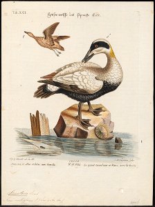Somateria mollissima - 1700-1880 - Print - Iconographia Zoologica - Special Collections University of Amsterdam - UBA01 IZ17700111