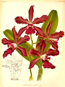 Sophrocattleya elegans