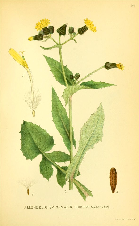 Sonchus oleraceus001