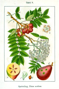 Sorbus domestica Sturm8