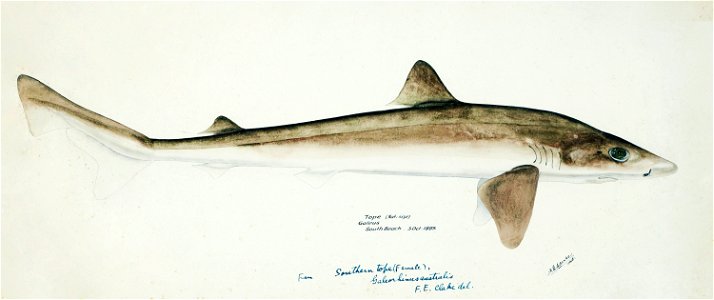 Southern Pacific fishes illustrations by F.E. Clarke 101