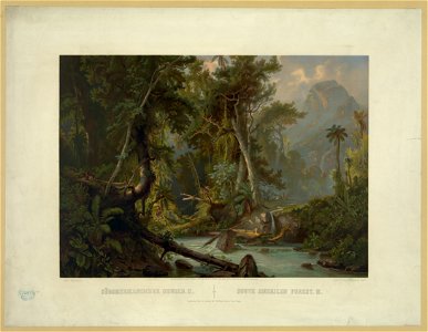 South American Forest. II LCCN2003689312