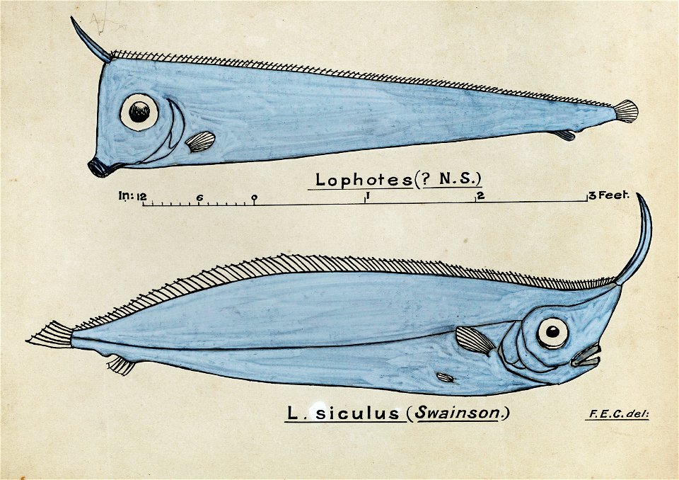 Southern Pacific fishes illustrations by F.E. Clarke 109