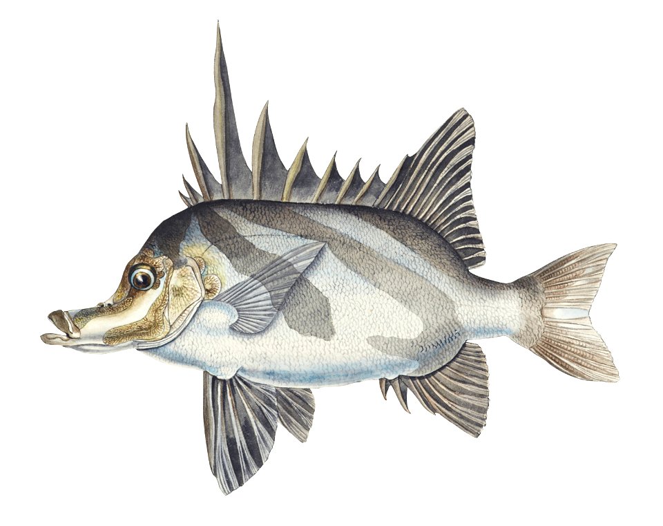 Southern Pacific fishes illustrations by F.E. Clarke 19