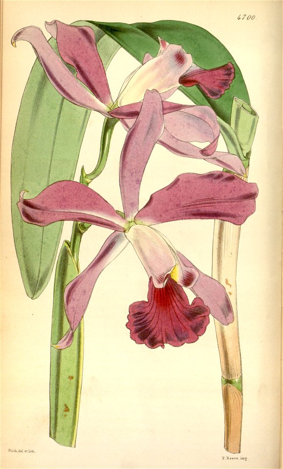 Sophrocattleya elegans (as Cattleya elegans) - Curtis' 79 (Ser. 3 no. 9) pl. 4700 (1853)
