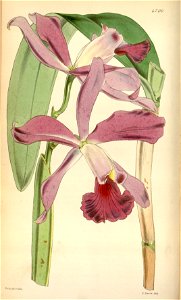 Sophrocattleya elegans (as Cattleya elegans) - Curtis' 79 (Ser. 3 no. 9) pl. 4700 (1853)