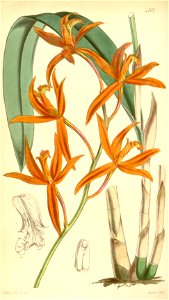 Sophronitis cinnabarina (as Laelia cinnabarina ) - Curtis' 73 (Ser. 3 no. 3) pl. 4302 (1847)