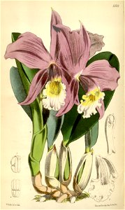Sophronitis jongheana (as Laelia jongheana, spelled Laelia jonghiana) - Curtis' 99 (Ser. 3 no. 29) pl. 6038 (1873)