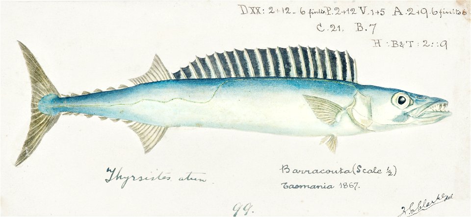 Southern Pacific fishes illustrations by F.E. Clarke 26