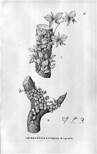Sophronitis wittigiana - Constantia rupestris (as Sophronitis rupestris) - Fl.Br.3-5-70