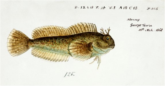 Southern Pacific fishes illustrations by F.E. Clarke 1