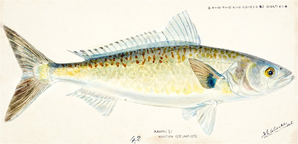 Southern Pacific fishes illustrations by F.E. Clarke 62