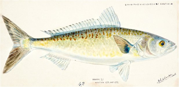 Southern Pacific fishes illustrations by F.E. Clarke 62