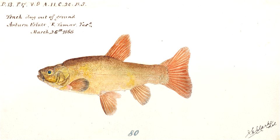 Southern Pacific fishes illustrations by F.E. Clarke 37