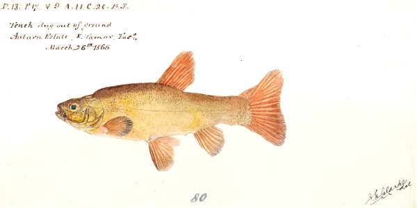 Southern Pacific fishes illustrations by F.E. Clarke 37