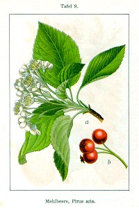 Sorbus aria Sturm9