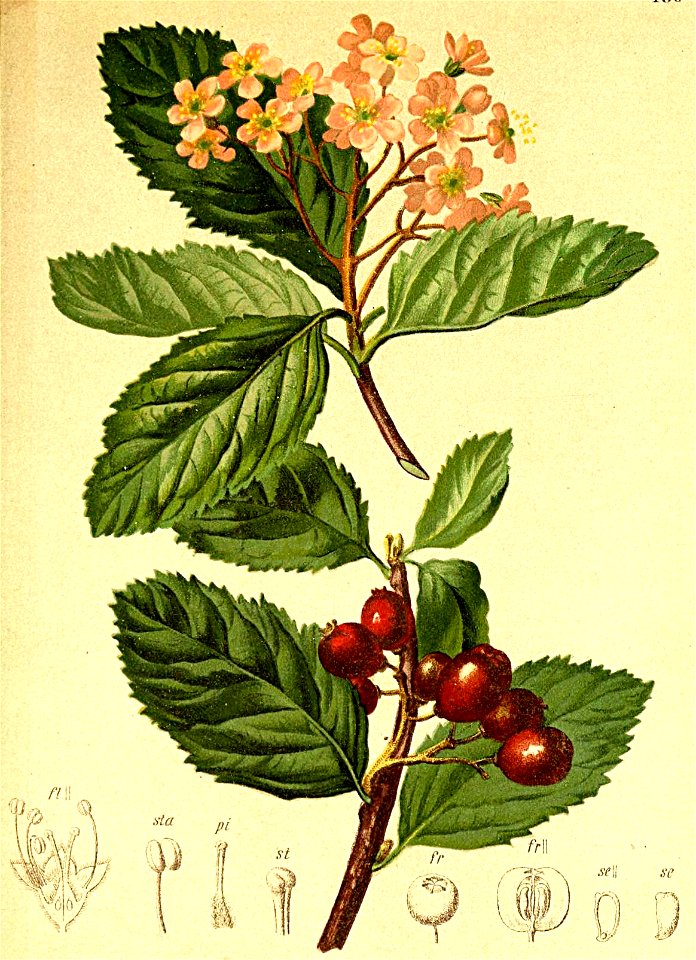 Sorbus chamaemespilus Atlas Alpenflora