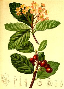 Sorbus chamaemespilus Atlas Alpenflora