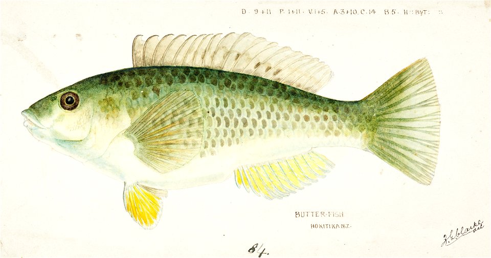 Southern Pacific fishes illustrations by F.E. Clarke 113