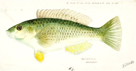 Southern Pacific fishes illustrations by F.E. Clarke 113