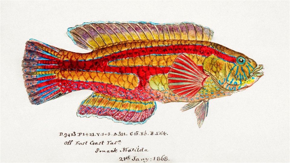 Southern Pacific fishes illustrations by F.E. Clarke 34