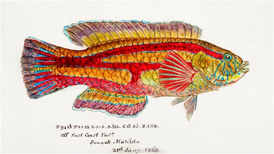 Southern Pacific fishes illustrations by F.E. Clarke 34