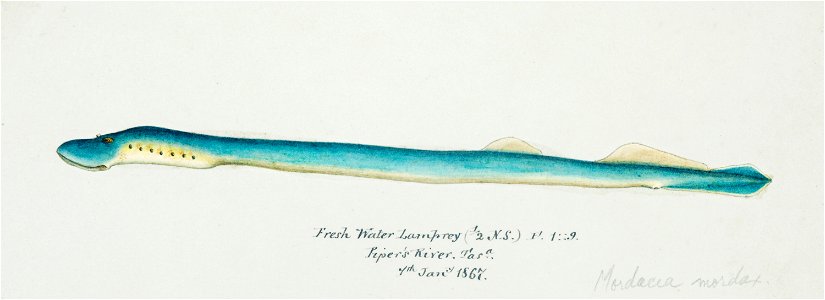 Southern Pacific fishes illustrations by F.E. Clarke 12