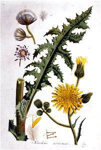 Sonchus arvensis — Flora Batava — Volume v1