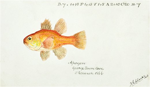 Southern Pacific fishes illustrations by F.E. Clarke 7