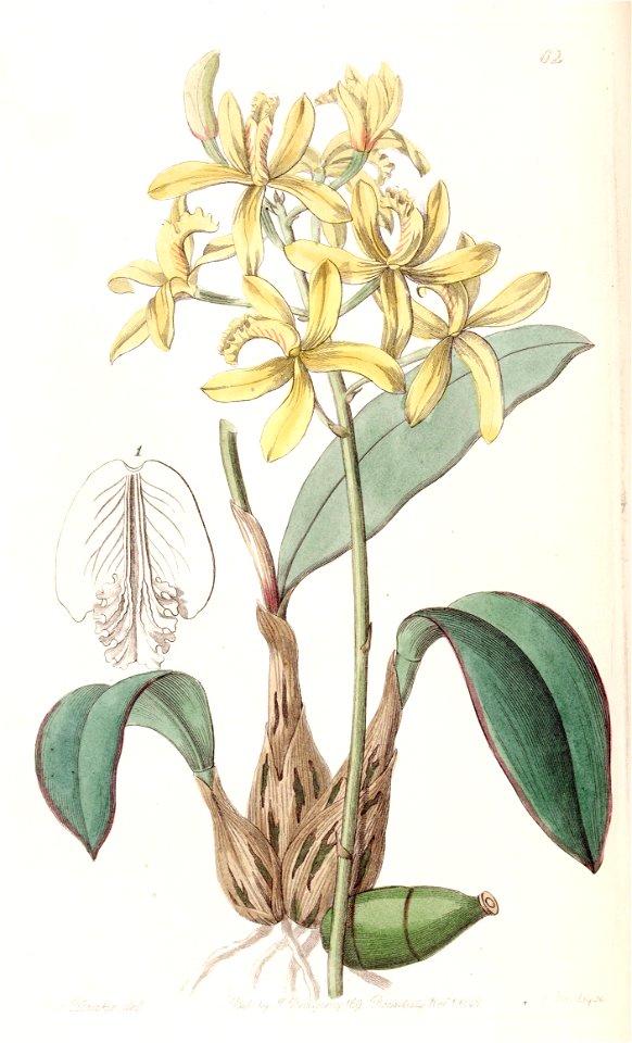 Sophronitis crispata (as Laelia flava) - Edwards vol 28 (NS 5) pl 62 (1842)
