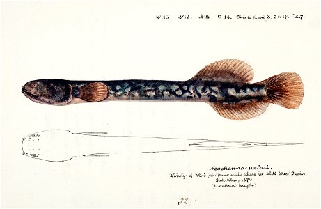 Southern Pacific fishes illustrations by F.E. Clarke 49