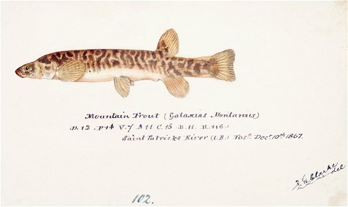Southern Pacific fishes illustrations by F.E. Clarke 10