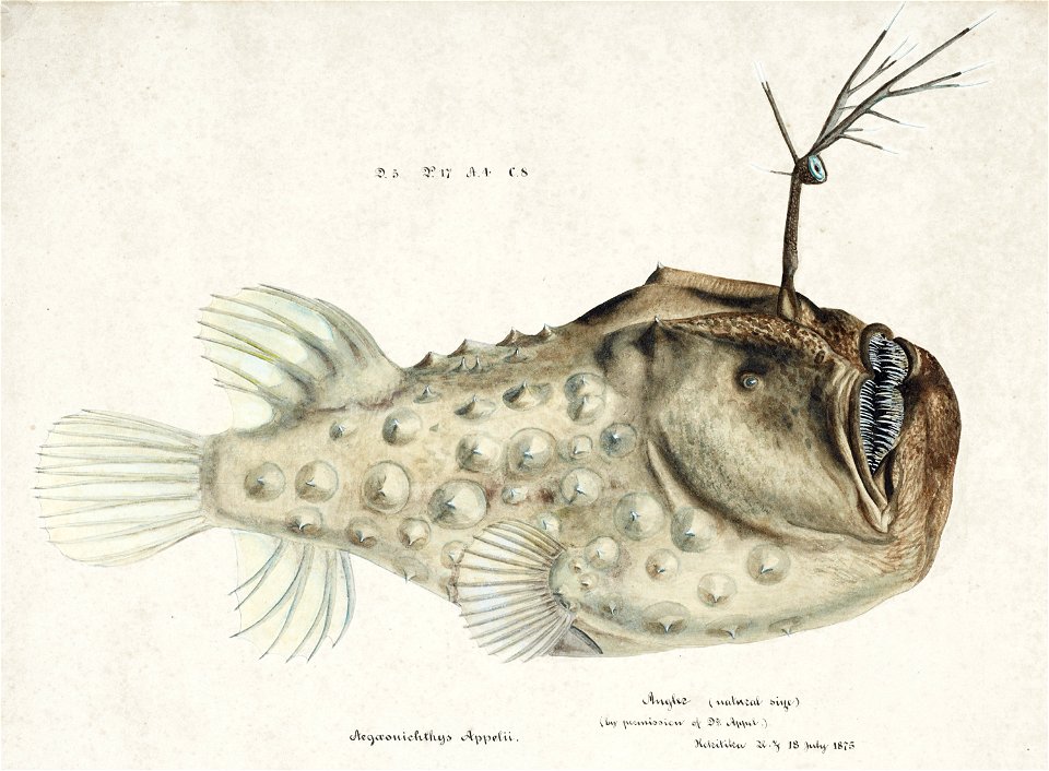 Southern Pacific fishes illustrations by F.E. Clarke 77
