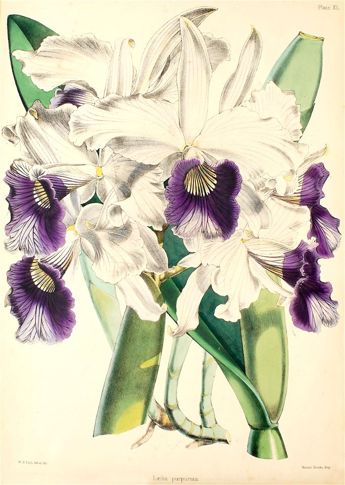 Sophronitis purpurata (as Laelia purpurata)- Warner, Williams - Select orch. plants 1, pl. 40 (1862-1865)
