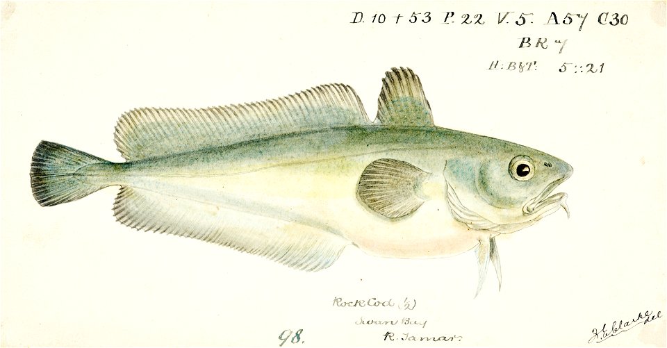 Southern Pacific fishes illustrations by F.E. Clarke 51
