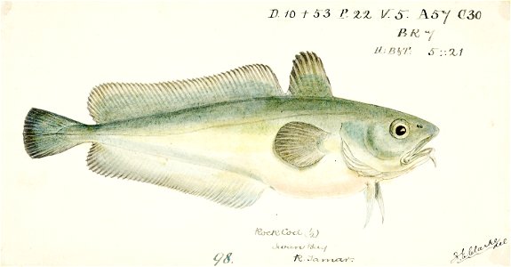 Southern Pacific fishes illustrations by F.E. Clarke 51