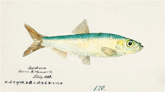 Southern Pacific fishes illustrations by F.E. Clarke 41