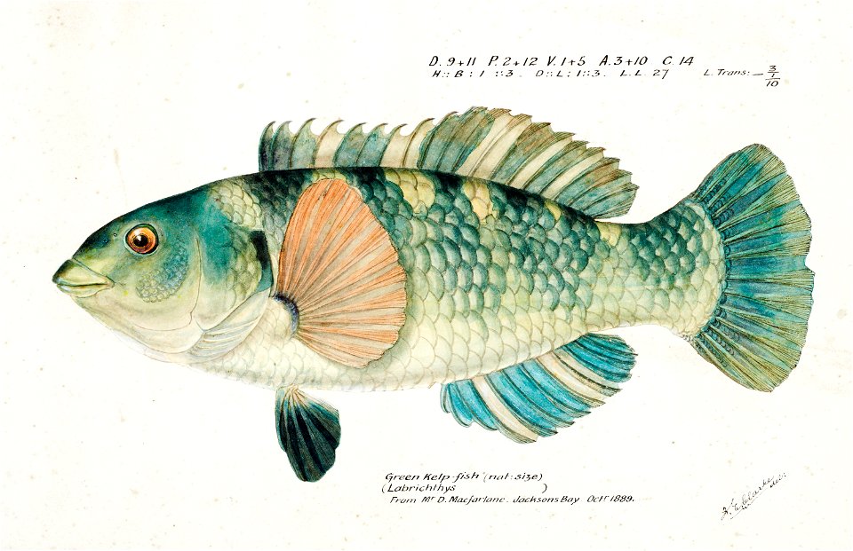 Southern Pacific fishes illustrations by F.E. Clarke 99