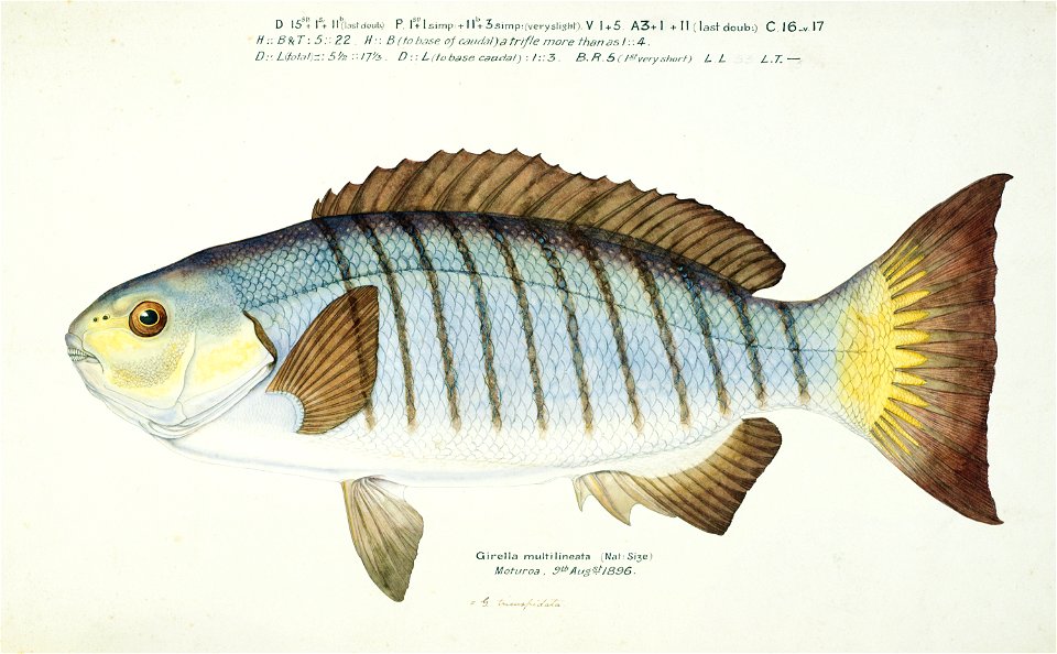 Southern Pacific fishes illustrations by F.E. Clarke 103