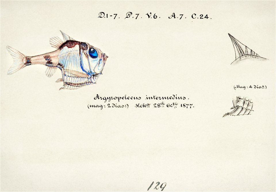 Southern Pacific fishes illustrations by F.E. Clarke 89