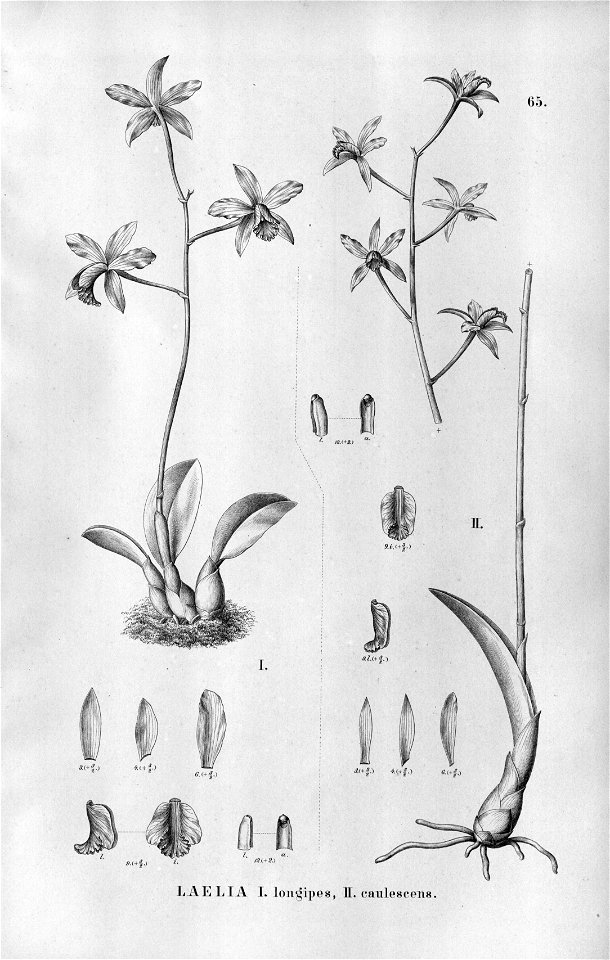 Sophronitis longipes or Laelia lucasiana (as Laelia longipes) - Sophronitis caulescens (as Laelia caulescens) - Fl.Br.3-5-65