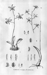 Sophronitis longipes or Laelia lucasiana (as Laelia longipes) - Sophronitis caulescens (as Laelia caulescens) - Fl.Br.3-5-65