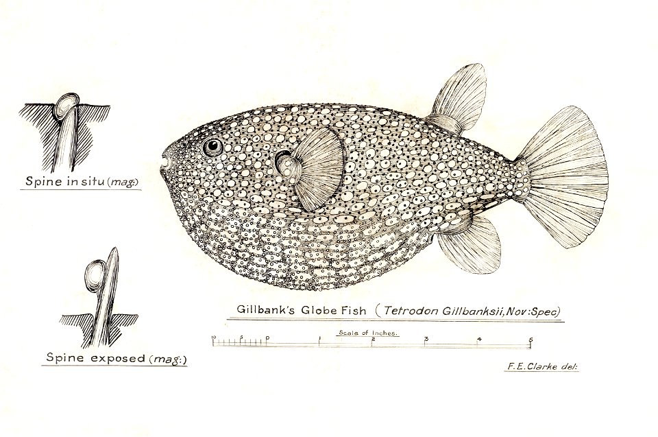 Southern Pacific fishes illustrations by F.E. Clarke 75