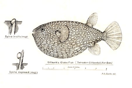 Southern Pacific fishes illustrations by F.E. Clarke 75